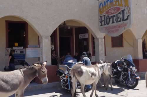 Wild burros at the Oatman Hotel